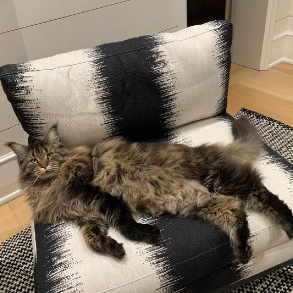 Hi! I'm Wolfie. What's your name? - Picture 7 of 17